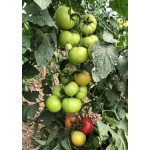 Семена томата розового Селла F1 (1000 семян), Libra Seeds (Erste Zaden), полудетерминантный Семена томата розового Селла F1 (1000 семян), Libra Seeds (Erste Zaden), полудетерминантный